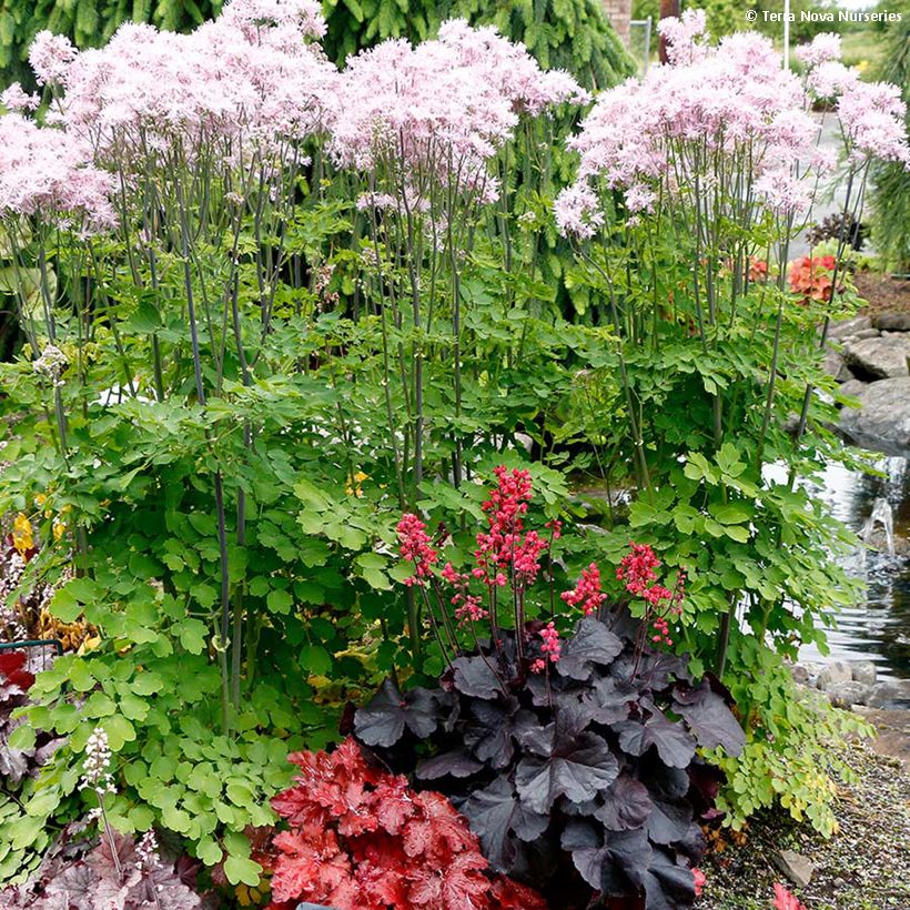 Heuchère Black Forest Cake (Port)