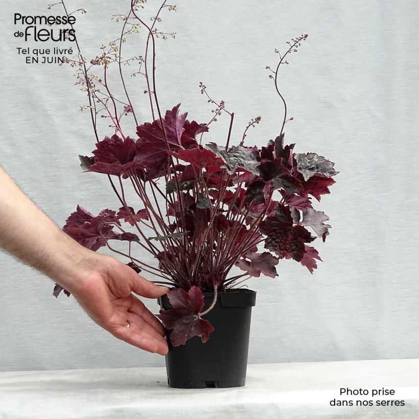 Spécimen de Heuchère - Heuchera Blackout Pot de 2L/3L tel que livré en été