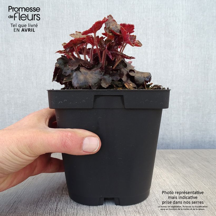 Spécimen de Heuchère - Heuchera Blackout Pot de 2L/3L tel que livré au printemps