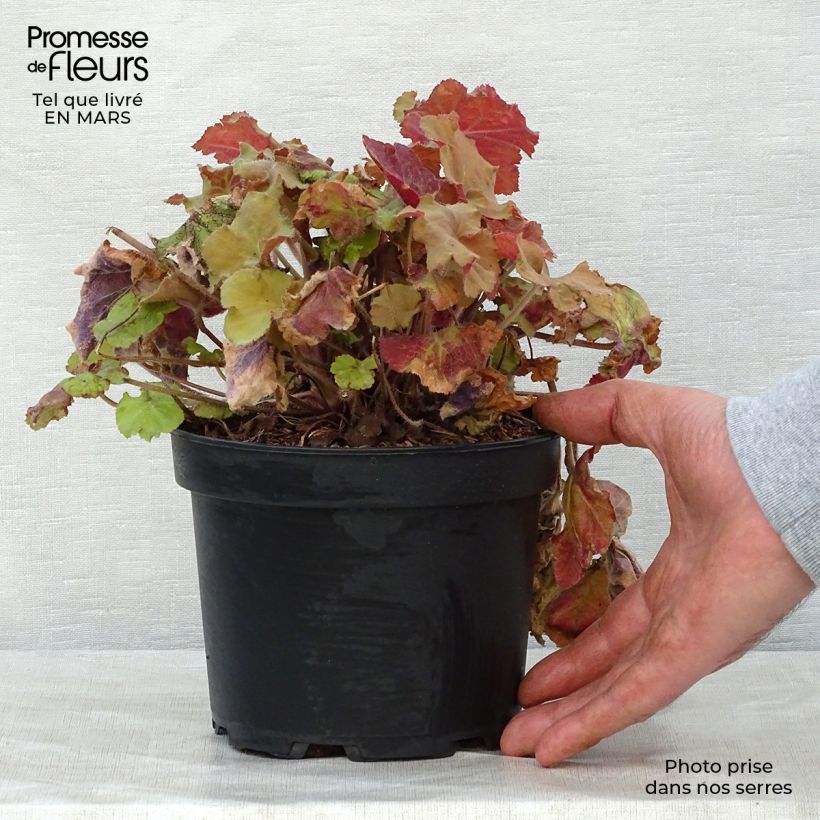 Example of Heuchère - Heuchera Caramel Pot de 2L/3L as you get in printemps