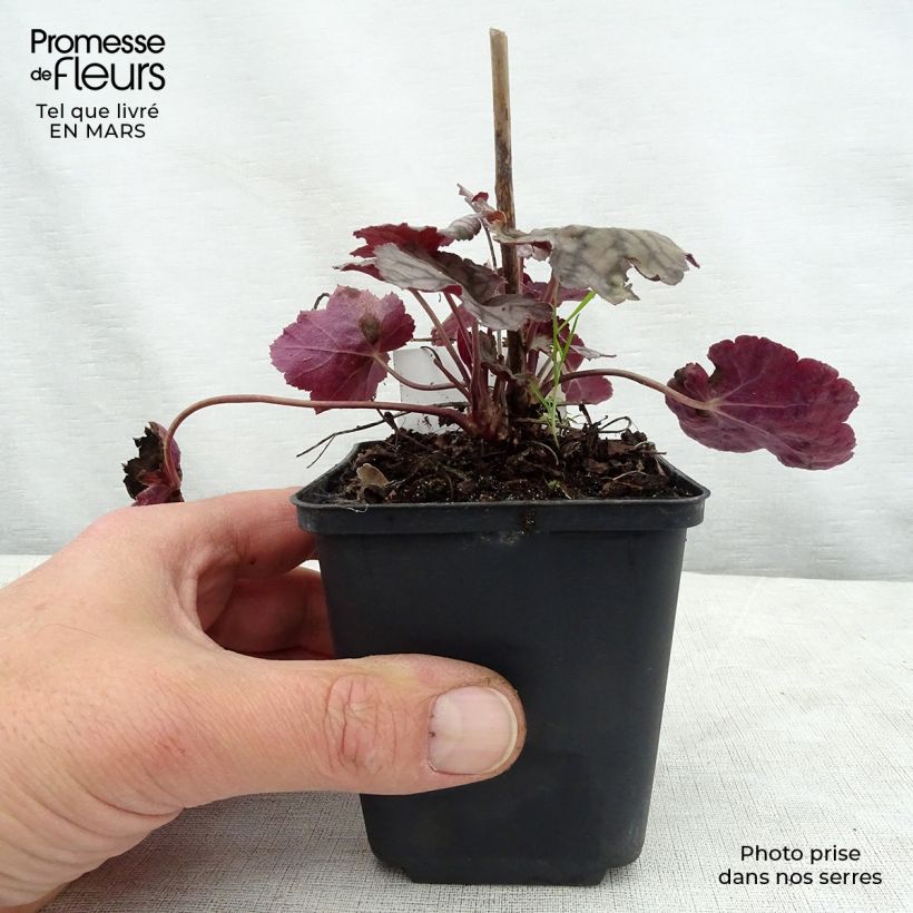Spécimen de Heuchère - Heuchera Cascade Dawn Godet de 8/9 cm tel que livré au printemps