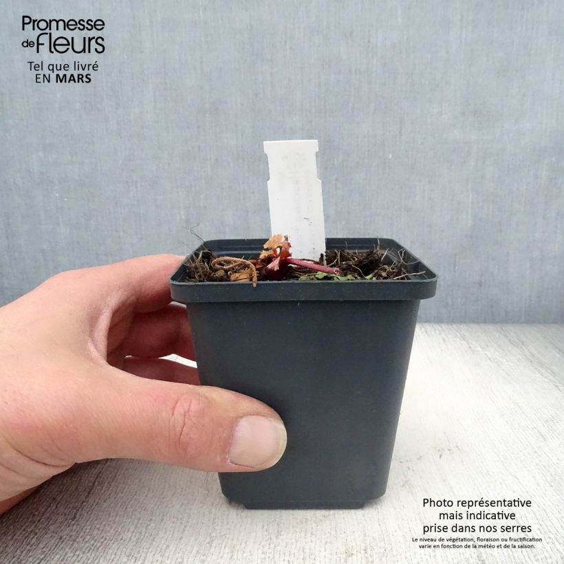 Spécimen de Heuchère - Heuchera Fire Chief Godet de 8/9 cm tel que livré au printemps