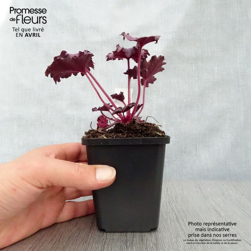 Example of Heuchere - Heuchera Forever Purple Godet de 8/9 cm as you get in printemps