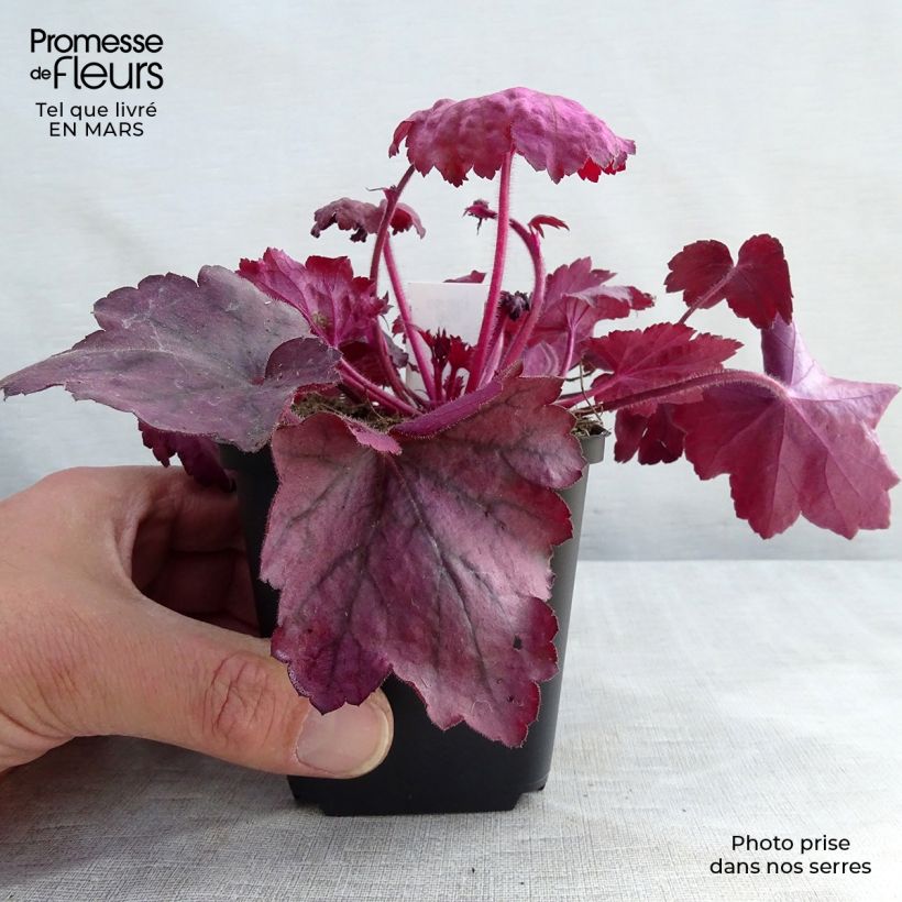 Example of Heuchère - Heuchera Georgia Plum Godet de 8/9 cm as you get in printemps