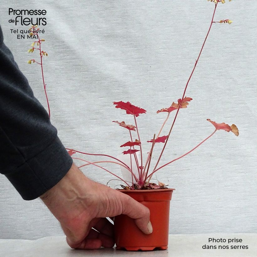 Spécimen de Heuchère - Heuchera Ginger Ale Godet de 8/9 cm tel que livré au printemps