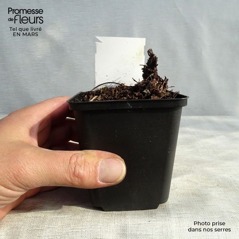 Spécimen de Heuchere - Heuchera Green Ivory Godet de 8/9 cm tel que livré au printemps