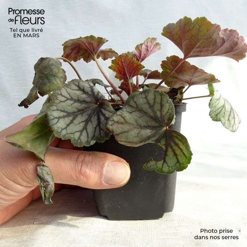 Example of Heuchère - Heuchera Green Spice Godet de 8/9 cm as you get in printemps