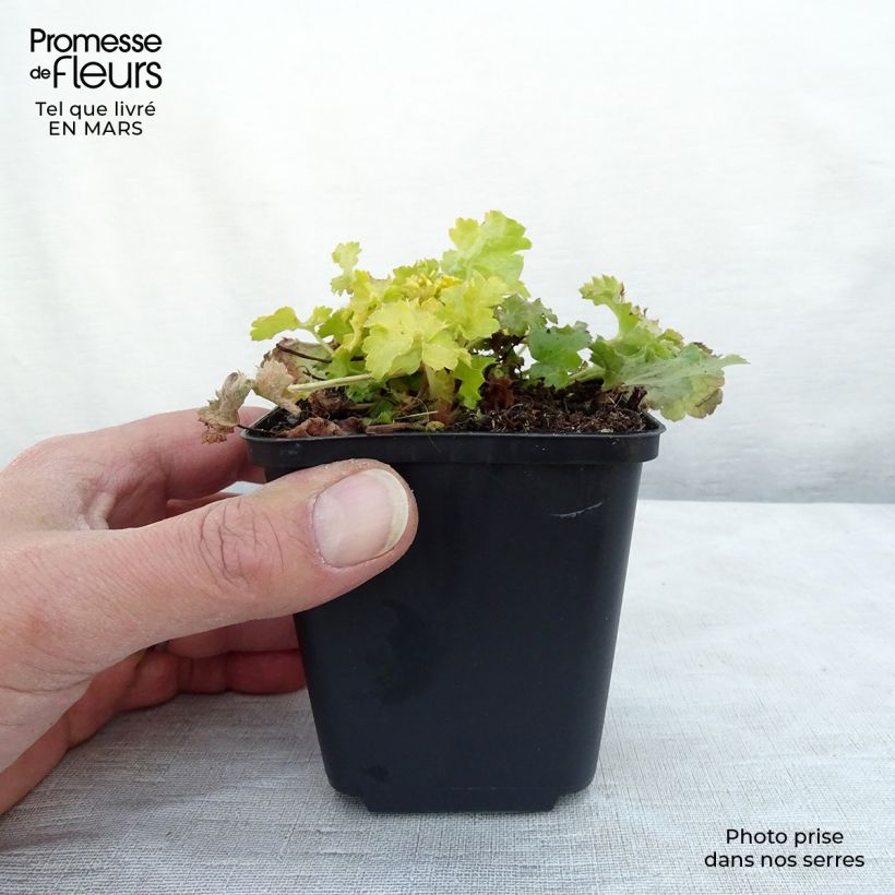 Spécimen de Heuchère - Heuchera Lime Rickey Godet de 8/9 cm tel que livré au printemps
