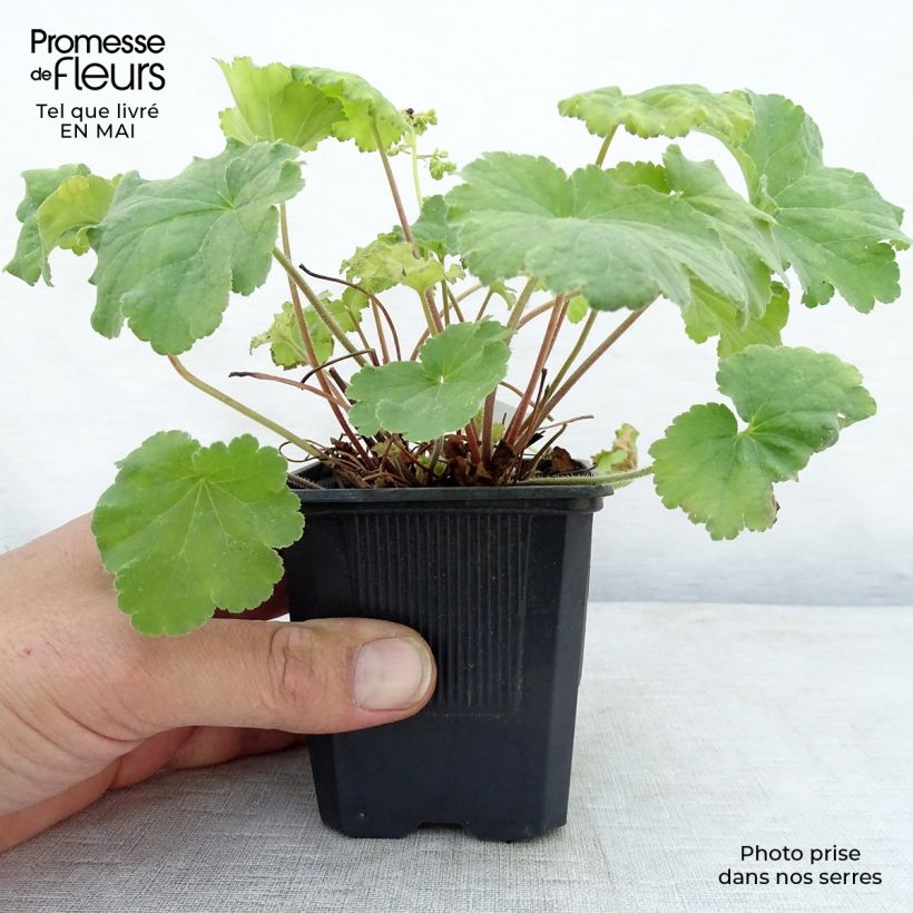 Spécimen de Heuchère - Heuchera Little Cutie Blondie in Lime Godet de 8/9 cm tel que livré au printemps