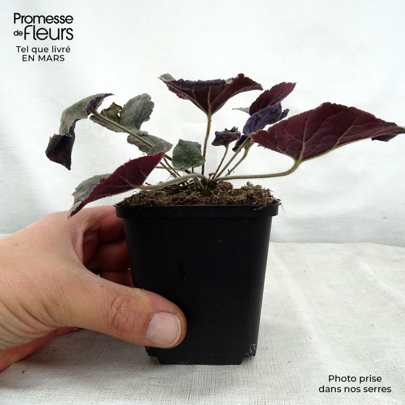 Spécimen de Heuchère - Heuchera Magnum Godet de 8/9 cm tel que livré au printemps