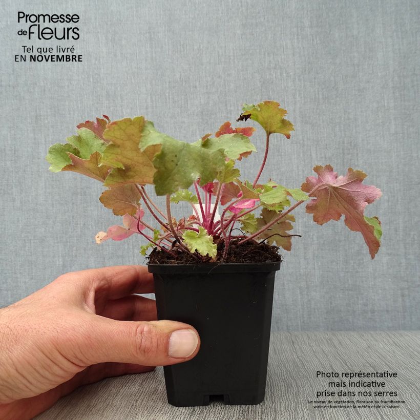 Spécimen de Heuchère - Heuchera Marmelade Godet de 8/9 cm tel que livré en automne