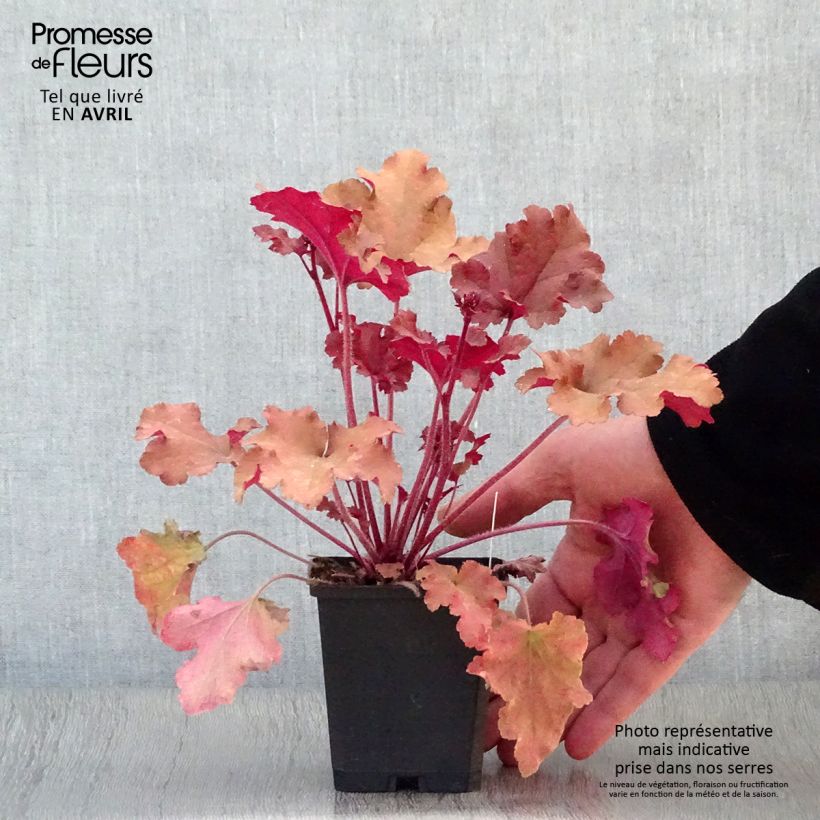 Example of Heuchère - Heuchera Marmelade Godet de 8/9 cm as you get in printemps