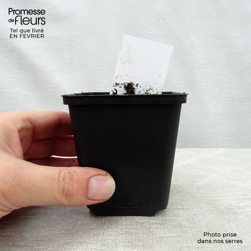 Spécimen de Heuchère - Heuchera Mint Julep Godet de 8/9 cm tel que livré en hiver