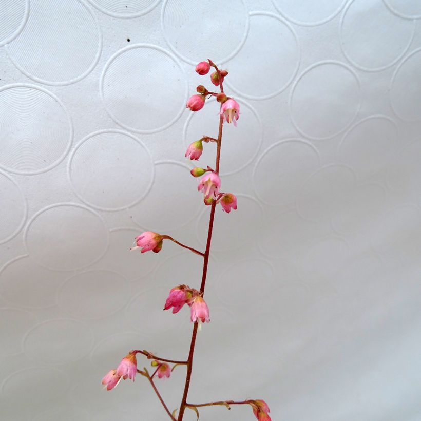 Heuchère -  Heuchera Miracle (Floraison)