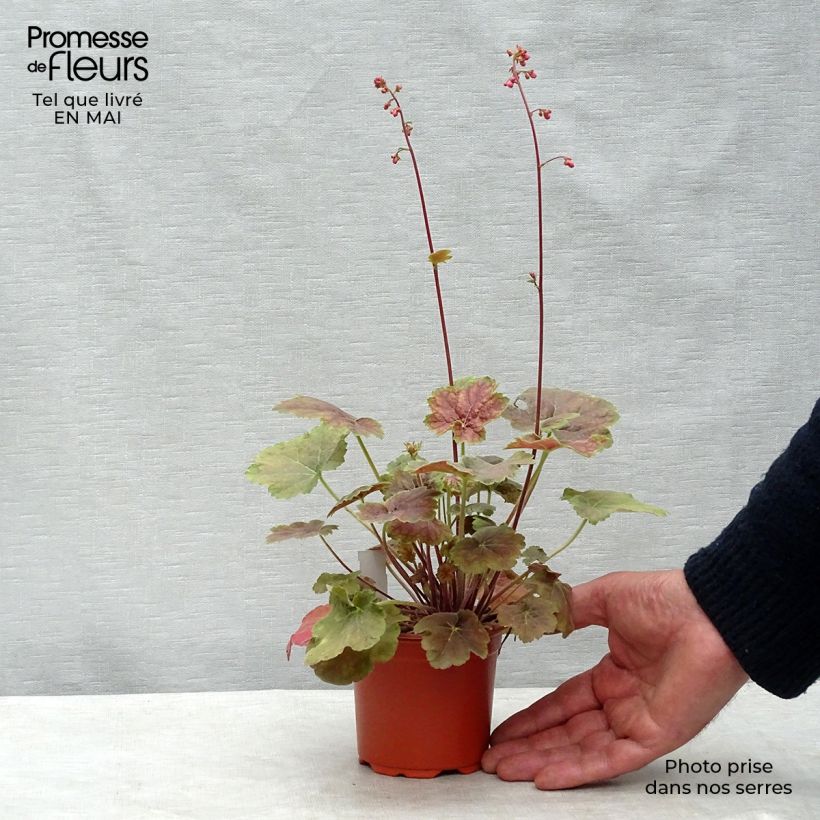 Spécimen de Heuchère -  Heuchera Miracle Godet de 8/9 cm tel que livré au printemps