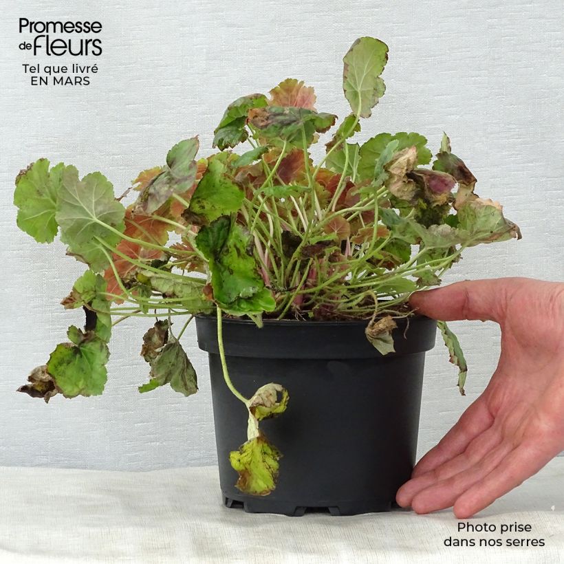 Spécimen de Heuchère -  Heuchera Miracle Pot de 2L/3L tel que livré au printemps