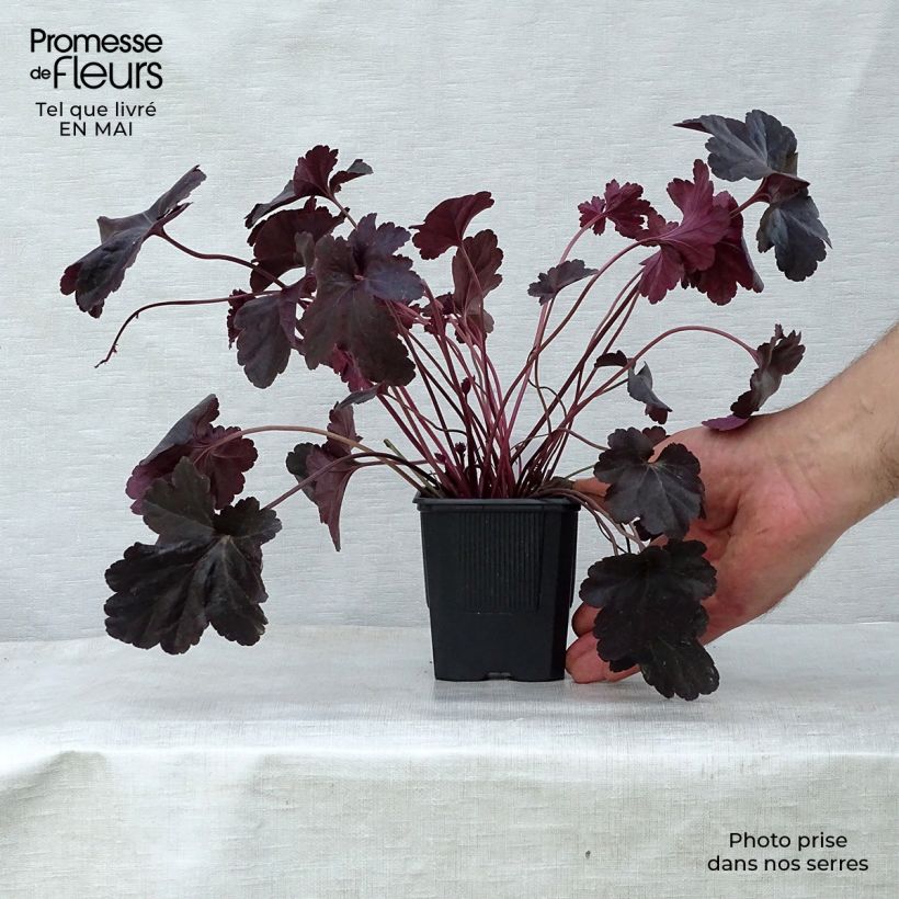 Example of Heuchère, Heuchera Obsidian Godet de 8/9 cm as you get in printemps