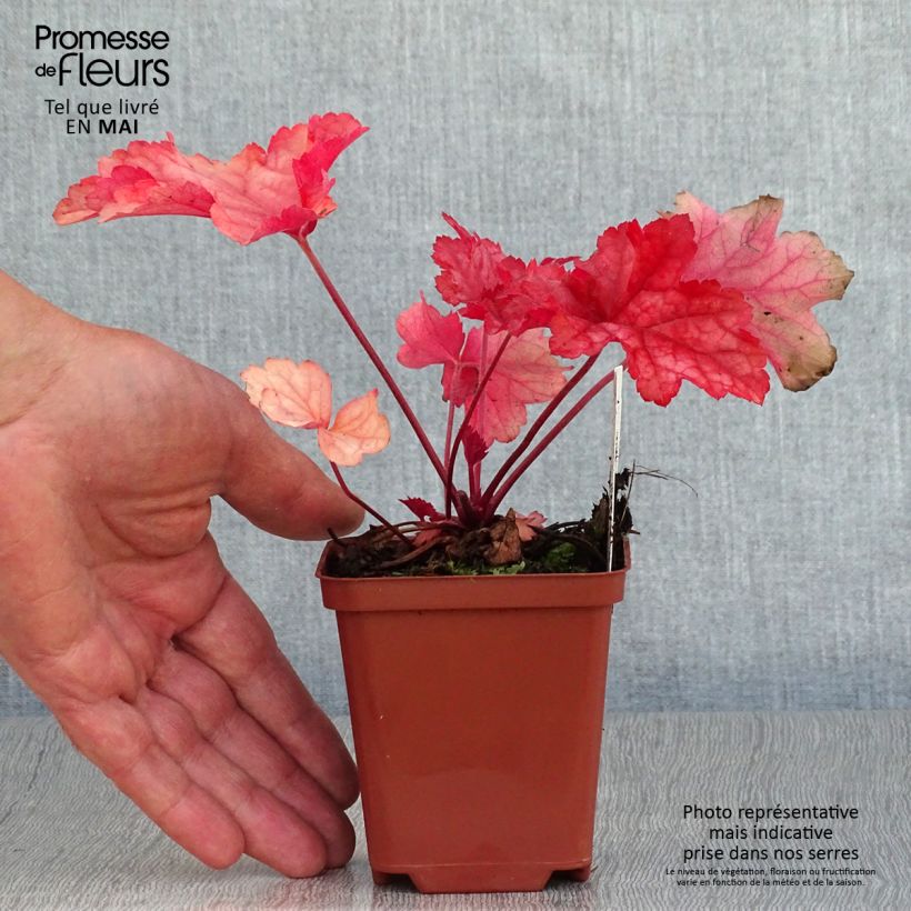 Spécimen de Heuchère - Heuchera Paprika Godet de 8/9 cm tel que livré au printemps