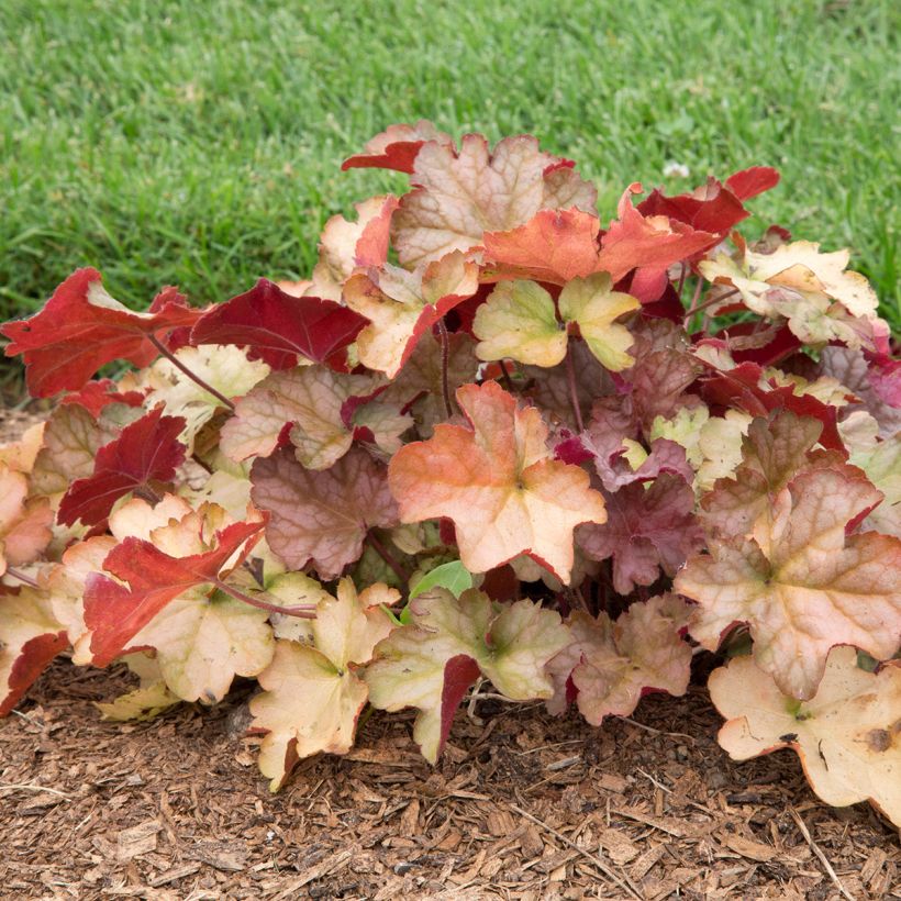 Heuchère - Heuchera Pinot Gris (Plant habit)