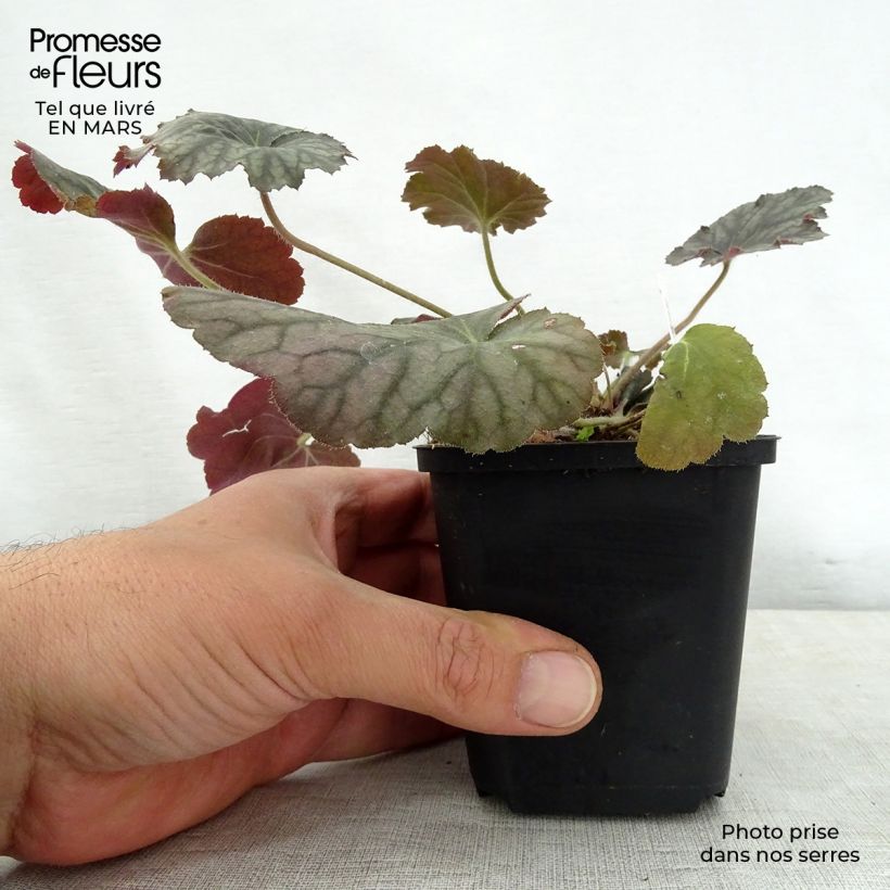 Spécimen de Heuchère - Heuchera Pinot Noir Godet de 8/9 cm tel que livré au printemps