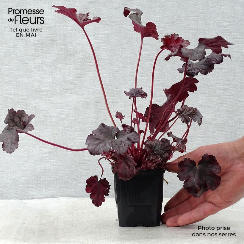 Spécimen de Heuchère, Heuchera Plum Pudding Godet de 8/9 cm tel que livré au printemps