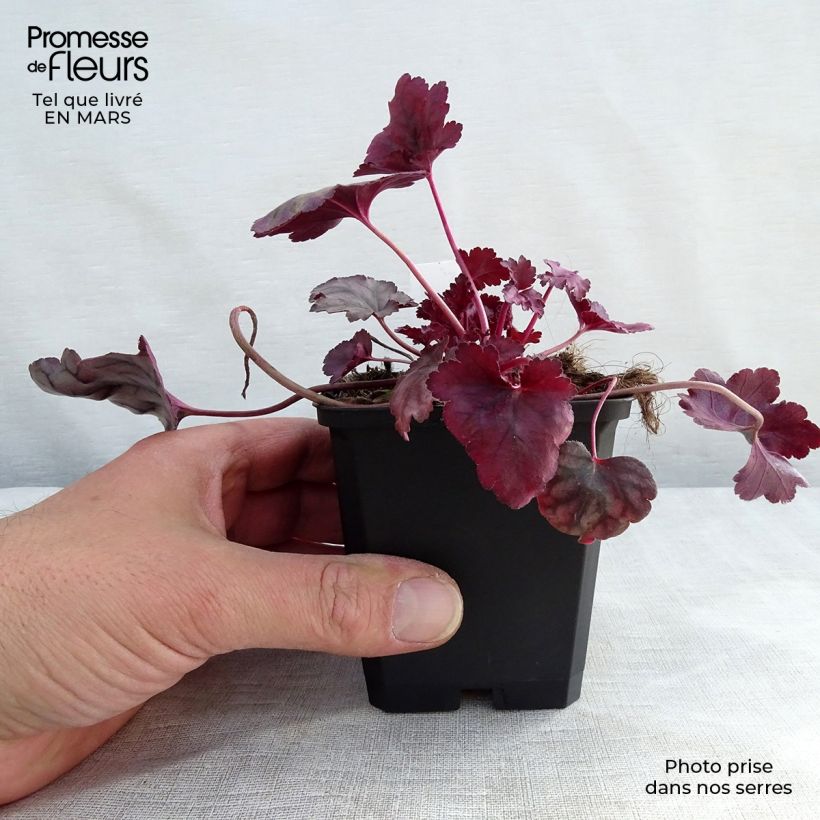 Spécimen de Heuchère - Heuchera Plum Royale Godet de 8/9 cm tel que livré au printemps
