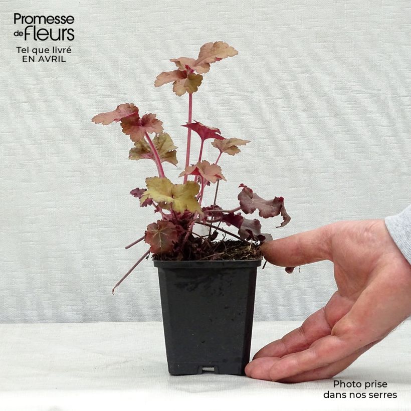 Spécimen de Heuchère - Heuchera Red Sea® Godet de 8/9 cm tel que livré au printemps