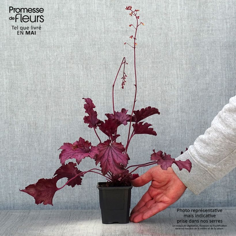 Example of Heuchère - Heuchera Spellbound Godet de 8/9 cm as you get in printemps