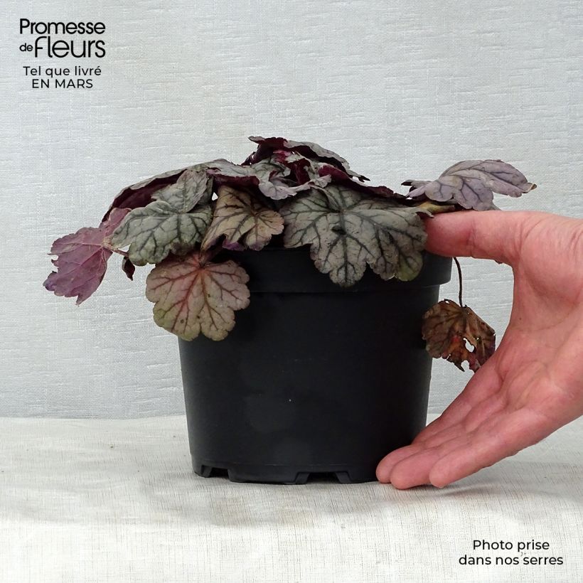 Example of Heuchère - Heuchera Sugar Plum Pot de 2L/3L as you get in printemps