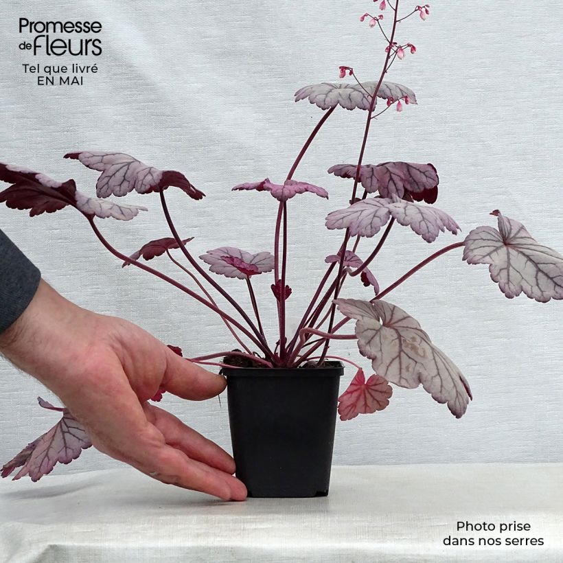 Example of Heuchère - Heuchera Sugar Plum Godet de 8/9 cm as you get in printemps