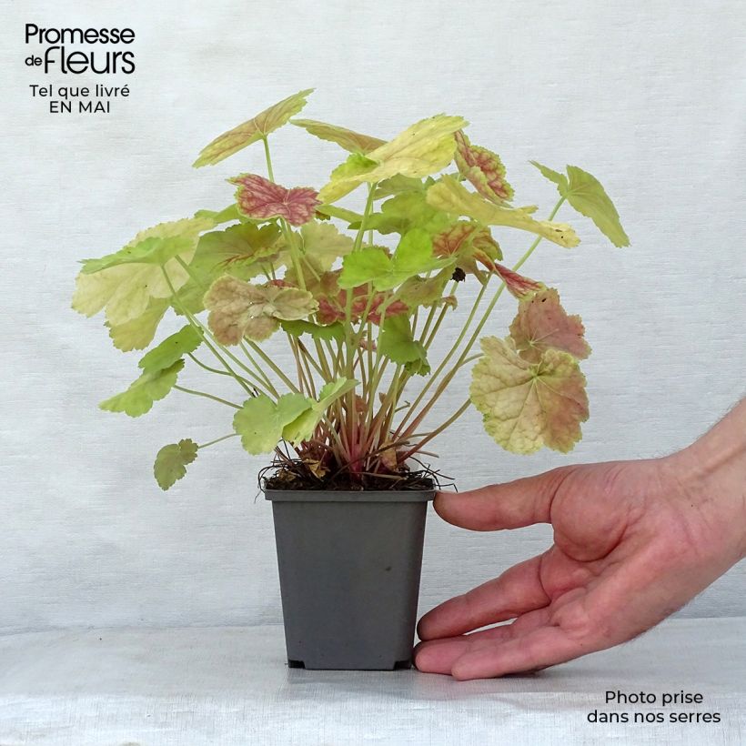 Example of Heuchère - Heuchera Tiramisu Godet de 8/9 cm as you get in printemps