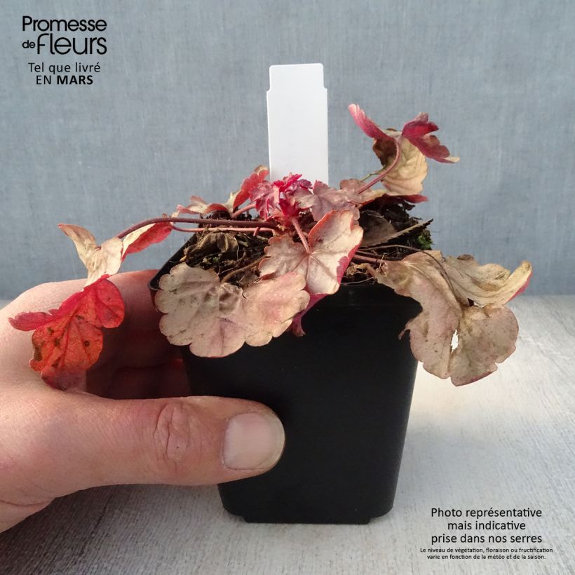 Spécimen de Heuchère - Heuchera Vienna Godet de 8/9 cm tel que livré au printemps