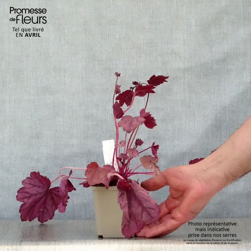 Example of Heuchère - Heuchera Wild Rose Godet de 8/9 cm as you get in printemps