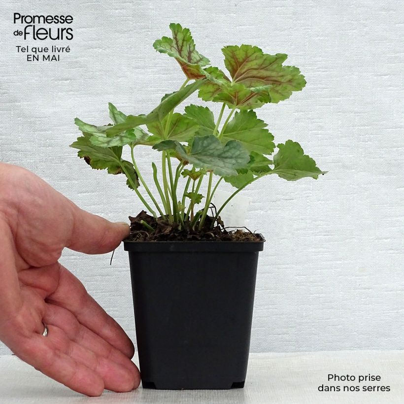 Spécimen de Heuchère - Heuchera americana Birkin Godet de 8/9 cm tel que livré au printemps