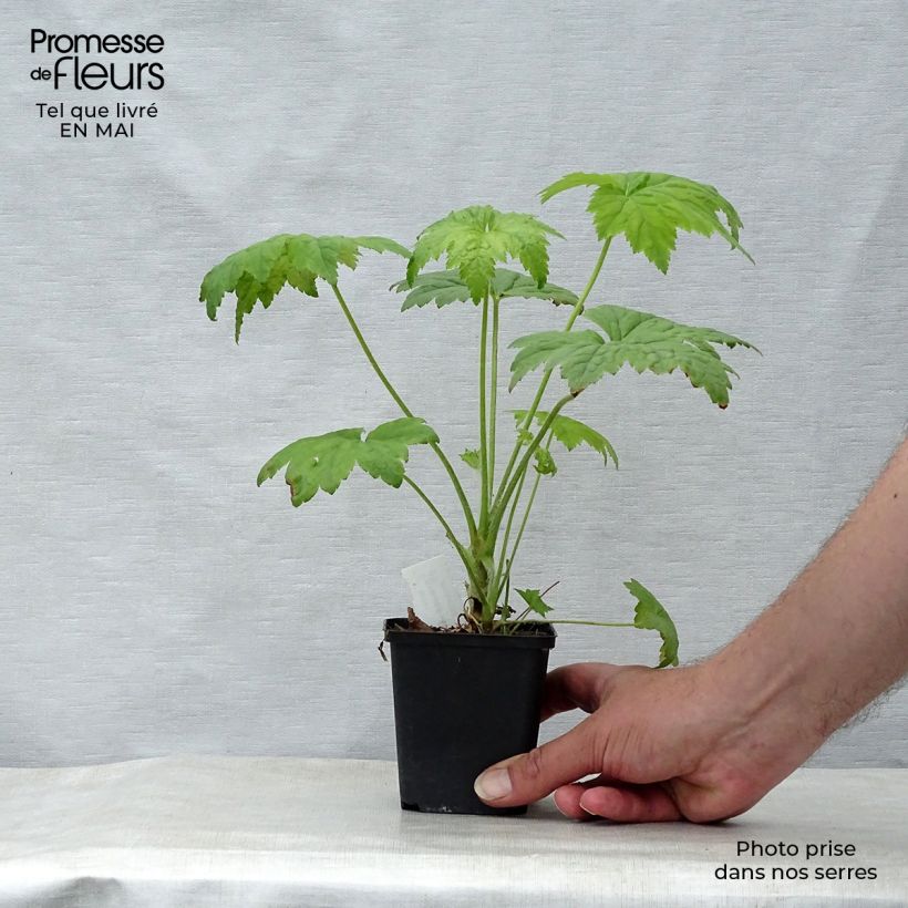 Example of Heuchère - Heuchera villosa Chantilly Godet de 8/9 cm as you get in printemps