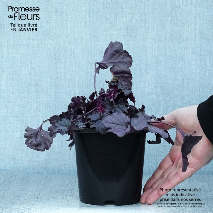 Spécimen de Heuchère - Heuchera Wildberry Pot de 1,5L/2L tel que livré en hiver