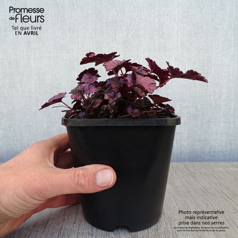 Spécimen de Heuchère Wildberry Pot de 1,5L/2L tel que livré au printemps
