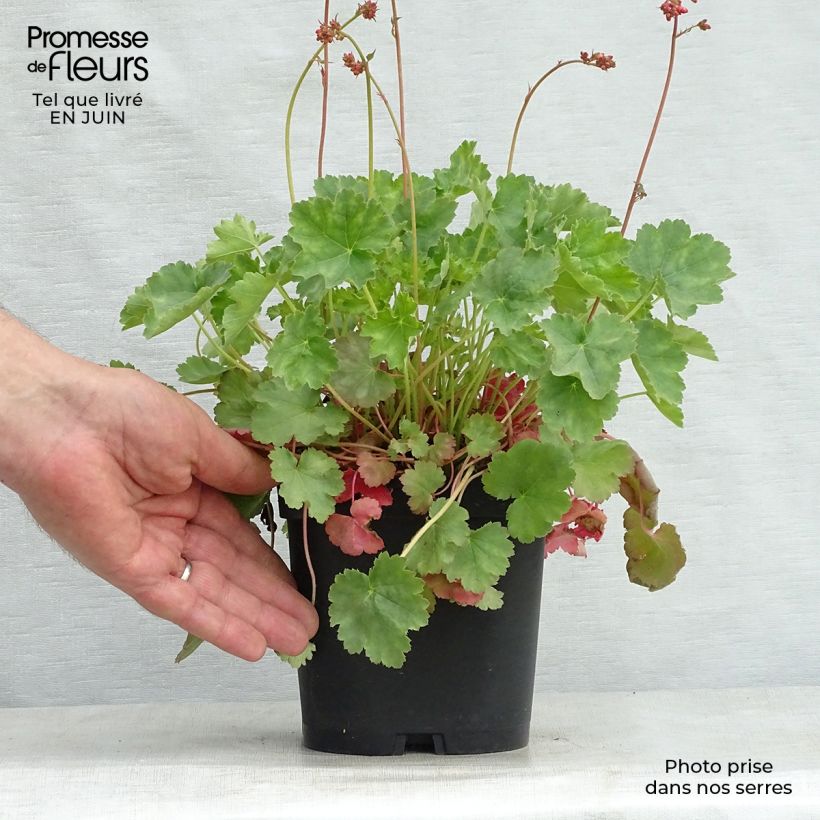 Spécimen de Heuchère - Heuchera sanguinea Leuchtkäfer Pot de 2L/3L tel que livré en été