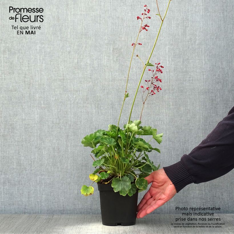 Example of Heuchère rouge sang - Heuchera sanguinea Leuchtkäfer Pot de 2L/3L as you get in printemps