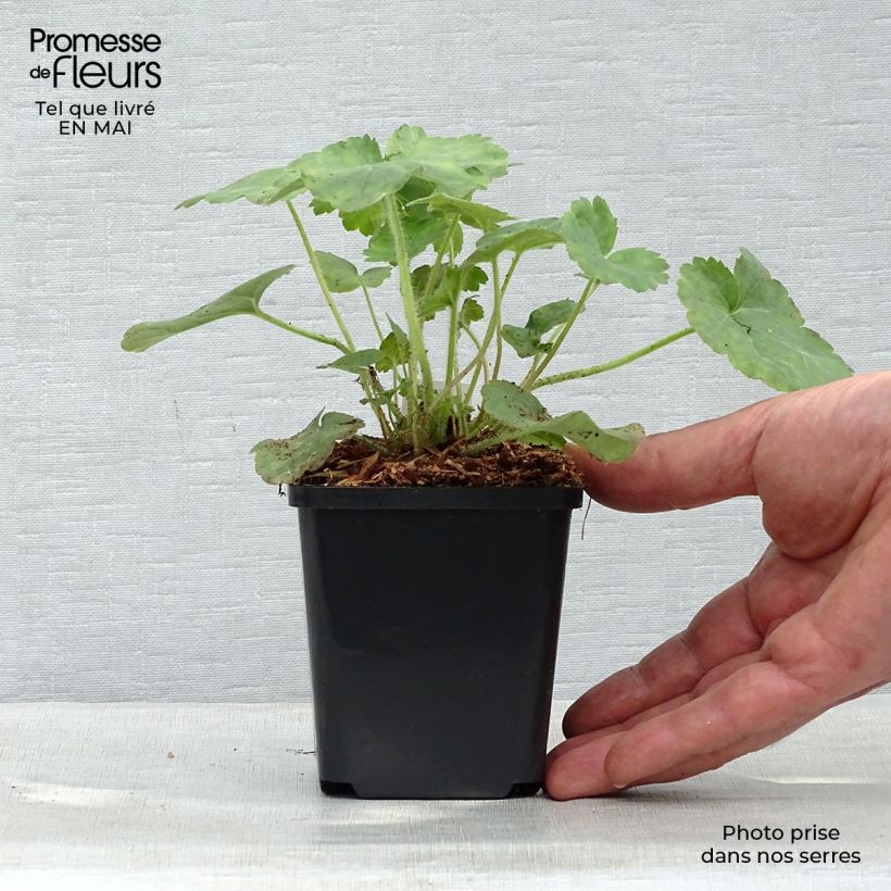 Example of Heuchère rouge sang - Heuchera sanguinea Leuchtkäfer Godet de 8/9 cm as you get in printemps