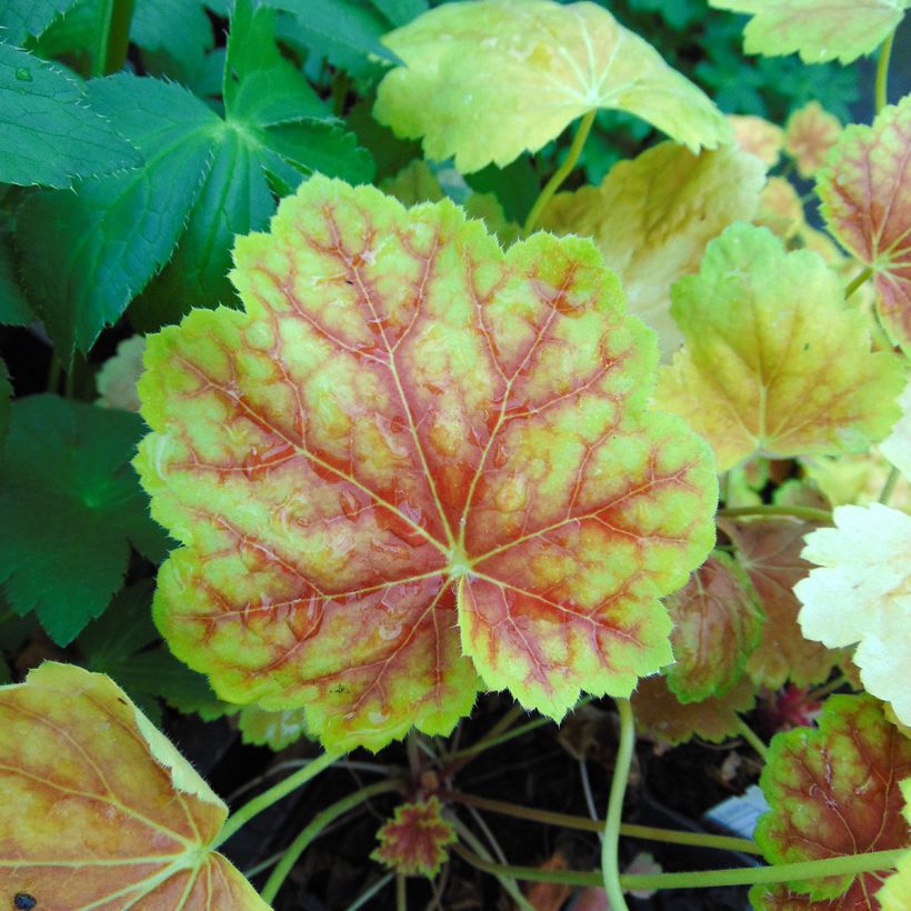 Heuchère - Heuchera Tiramisu (Foliage)