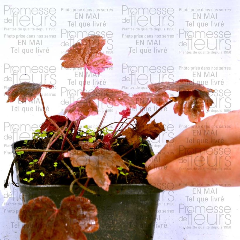 Exemple de spécimen de Heucherella Berry Fizz Godet de 8/9 cm tel que livré