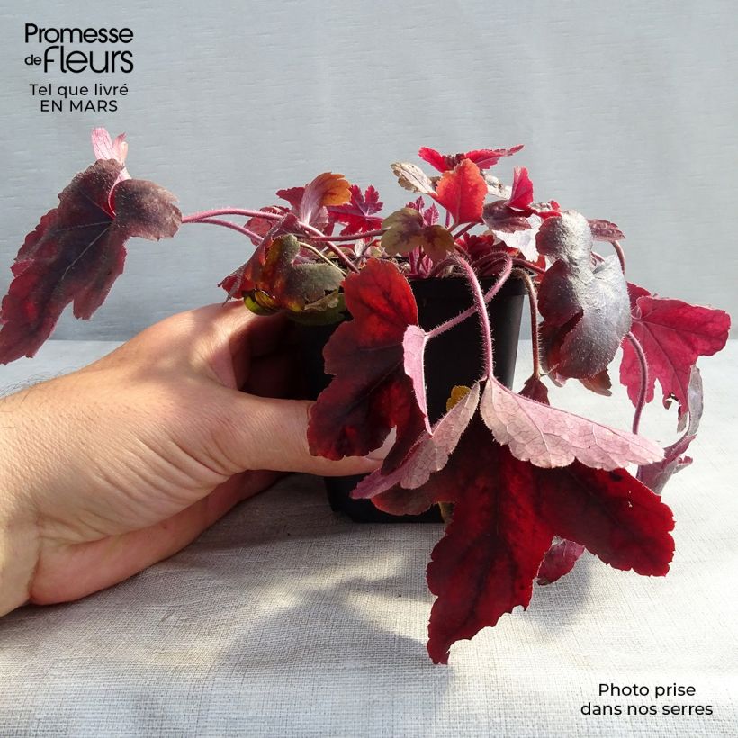 Spécimen de Heucherella Brass Lantern® Godet de 8/9 cm tel que livré au printemps