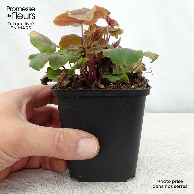 Spécimen de Heucherella Citrus shock Godet de 8/9 cm tel que livré au printemps