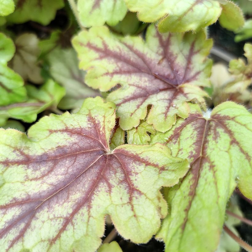 Heucherella Eye Spy (Feuillage)