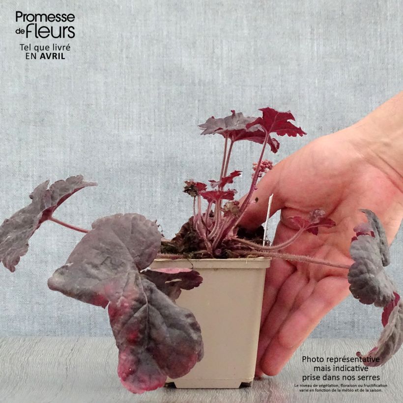 Spécimen de Heucherella Onyx Godet de 8/9 cm tel que livré au printemps