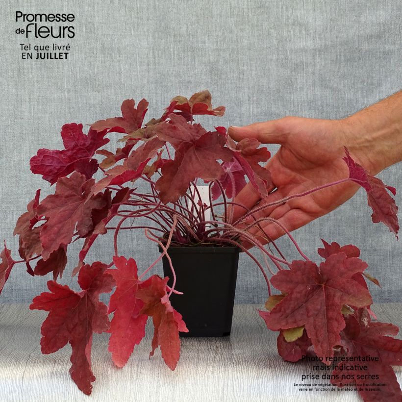 Spécimen de Heucherella Red Rover Godet de 8/9 cm tel que livré en été
