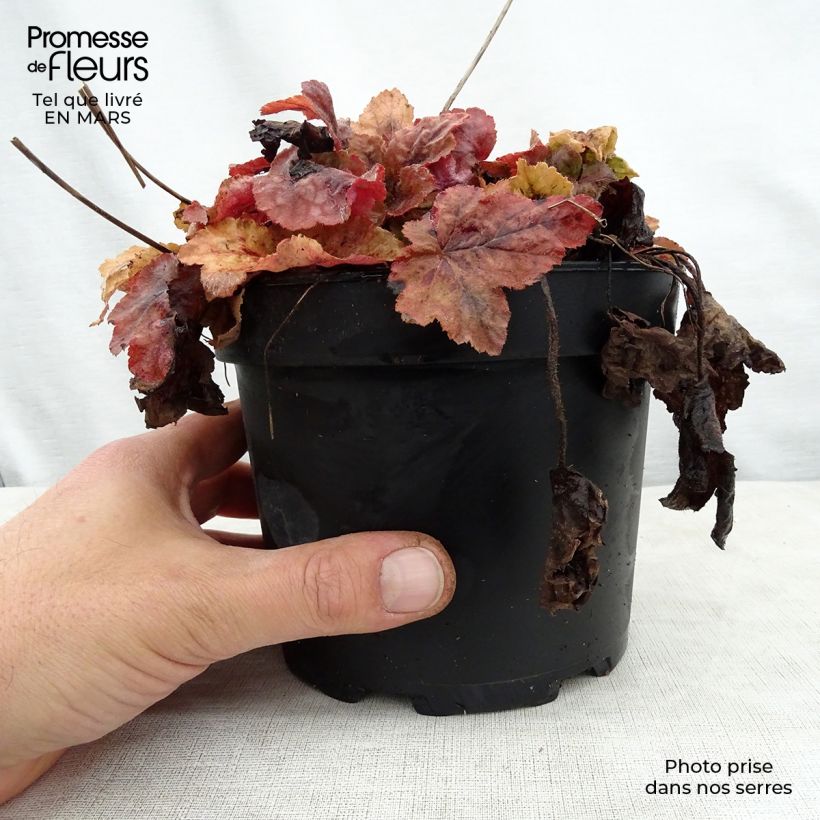 Spécimen de Heucherella Redstone Fall Pot de 2L/3L tel que livré au printemps