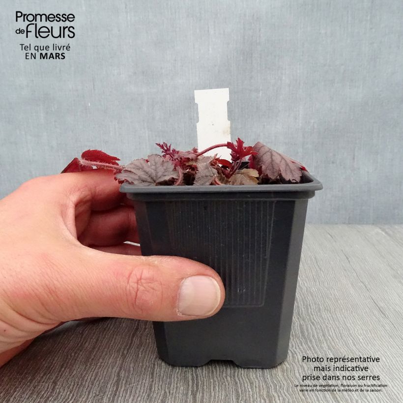 Spécimen de Heucherella Silver Streak Godet de 8/9 cm tel que livré au printemps