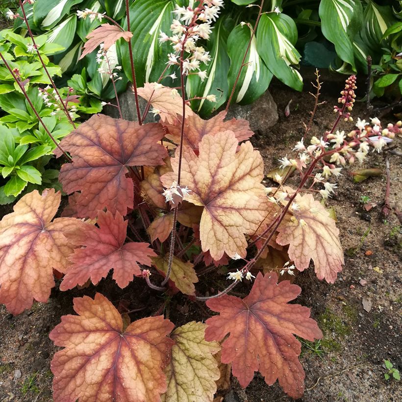 Heucherella Sweet Tea (Port)